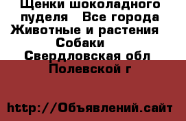 Щенки шоколадного пуделя - Все города Животные и растения » Собаки   . Свердловская обл.,Полевской г.